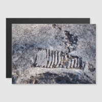 Fossil Nautiloid Cephalopod Ancient Sea Mollusk