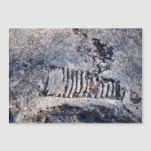 Fossil Nautiloid Cephalopod Ancient Sea Mollusk Magnetkarte (Vorderseite)