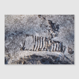 Fossil Nautiloid Cephalopod Ancient Sea Mollusk Magnetkarte