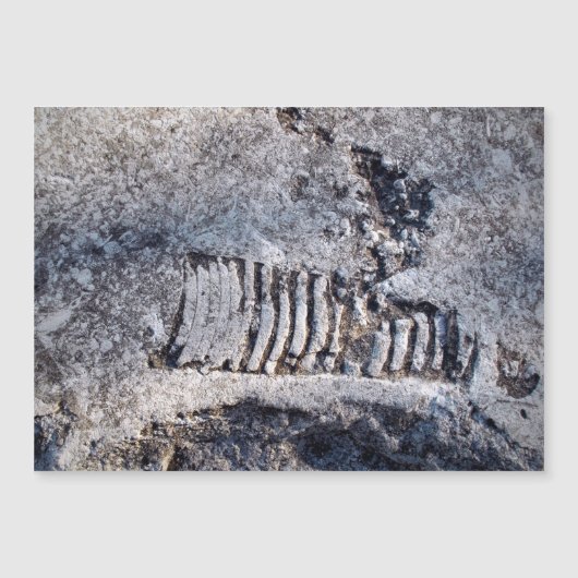 Fossil Nautiloid Cephalopod Ancient Sea Mollusk Magnetkarte (Vorderseite)