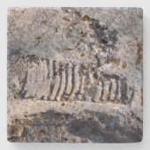 Fossil Nautiloid Cephalopod Ancient Sea Mollusk Steinuntersetzer (Vorderseite)