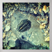 Fossil Poster (Vorne)