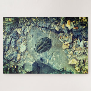 Fossil Puzzle