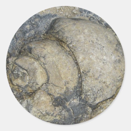 Fossil Runder Aufkleber (Vorderseite)
