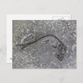 Fossile Fische aus dem Oligozän in Norddeutschland Postkarte (Vorne/Hinten)