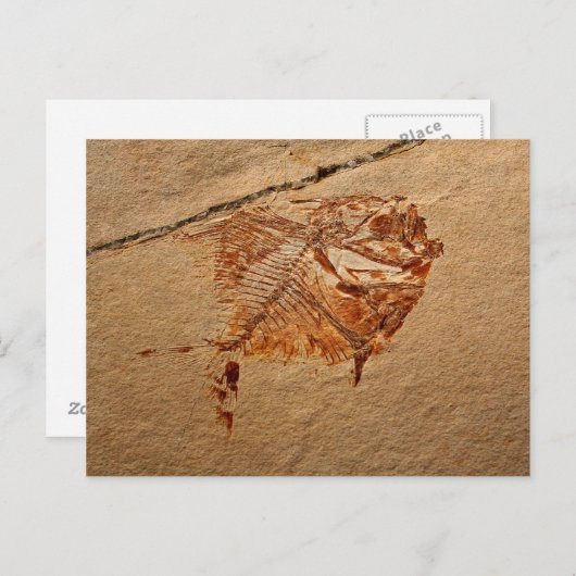 Fossile Fische aus den Kreiden Libanons Postkarte (Vorne/Hinten)