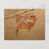 Fossile Fische aus den Kreiden Libanons Postkarte (Vorderseite)