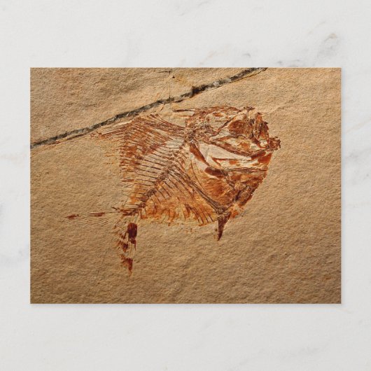 Fossile Fische aus den Kreiden Libanons Postkarte (Vorderseite)