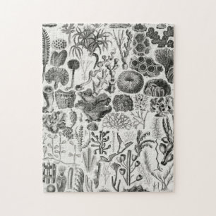 Fossile Korallengeologie Mineralien Polypi Puzzle