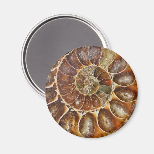 Fossile Muschel Magnet (Vorderseite/Rückseite)