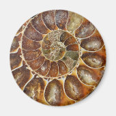 Fossile Muschel Magnet (Vorne)