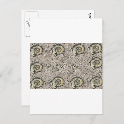 fossiler Hintergrund Postkarte (Vorne/Hinten)