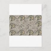 fossiler Hintergrund Postkarte (Vorderseite)