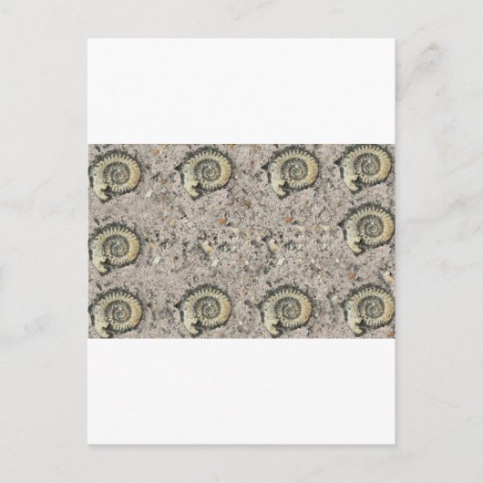 fossiler Hintergrund Postkarte (Vorderseite)