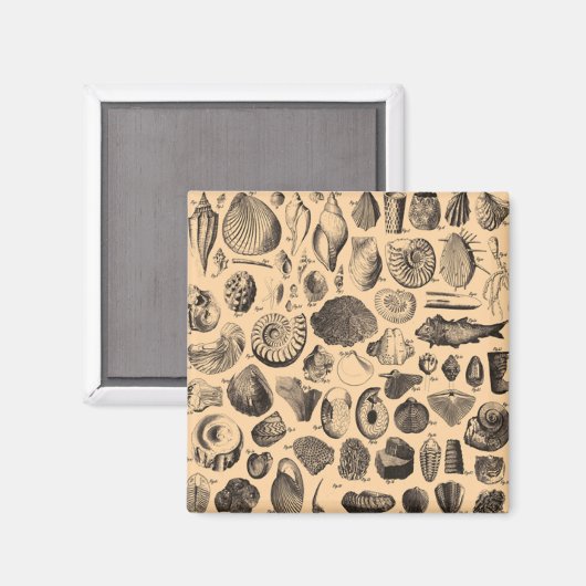 Fossiler Kühlschrankmagnet (Vorderseite/Rückseite)