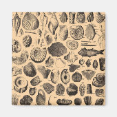 Fossiler Kühlschrankmagnet (Vorne)