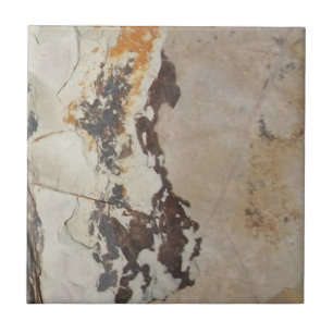 Fossilien aus Fossilien, oder interessante Gestein Fliese