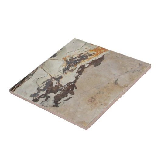 Fossilien aus Fossilien, oder interessante Gestein Fliese (Seite)