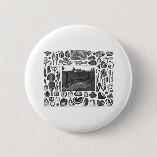 FOSSILIEN BUTTON (Vorderseite)