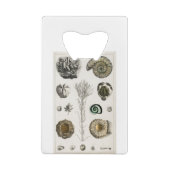 Fossilien, Dinosaurier, Fossilien, Paläontologie,  Geldbeutel Flaschenöffner (Rückseite)