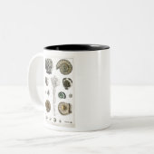 Fossilien, Dinosaurier, Fossilien, Paläontologie, Zweifarbige Tasse (Vorderseite Links)