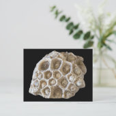 Fossilisierte Korallenrock-Naturfotografie Postkarte (Stehend Vorderseite)