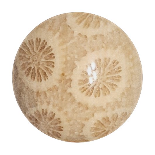 Fossilisierte Korallenwerbung Schneidebrett (Vorderseite)