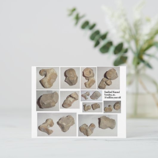 FOSSILISIERTE MAMMAL VERTEBRA POSTKARTE (Stehend Vorderseite)