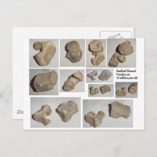 FOSSILISIERTE MAMMAL VERTEBRA POSTKARTE (Vorne/Hinten)