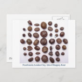 Fossilisierte Samen Postkarte (Vorne/Hinten)