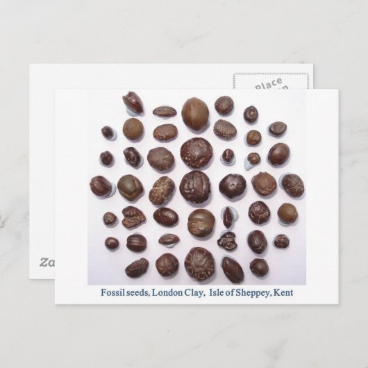 Fossilisierte Samen Postkarte (Vorne/Hinten)
