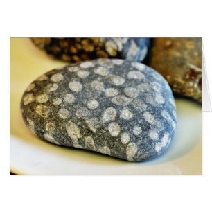 Fossils Rocks Coral