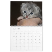 FOSTER LOVE KALENDER (Mär 2026)
