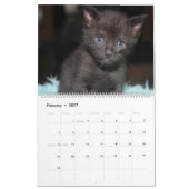 FOSTER LOVE KALENDER (Feb 2027)