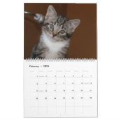 FOSTERING KITTENS IS THE BEST KALENDER (Feb 2026)