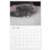 FOSTERING KITTENS IS THE BEST KALENDER (Mär 2027)
