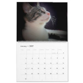 FOSTERING KITTENS IS THE BEST KALENDER (Jan 2027)