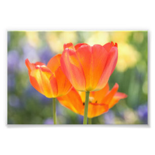 Foto - 4x6 Größe - Tulpen (orange)