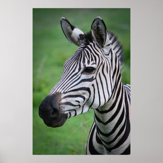Foto African Zebra im grünen Grasportrait Poster (Vorne)