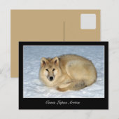 Foto Arctic Wolf (Polar Wolf, Weißer Wolf) Postkarte (Vorne/Hinten)