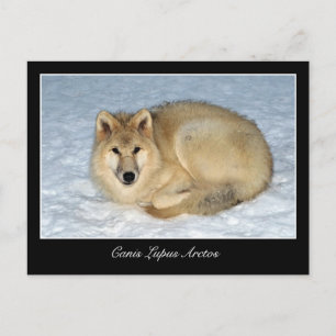 Foto Arctic Wolf (Polar Wolf, Weißer Wolf) Postkarte