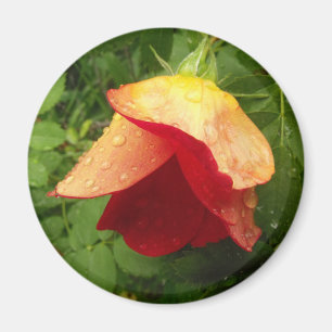 Foto aus Roten und Goldenen Rose Magnet
