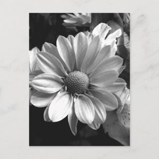 Foto aus schwarzem und weißem Blume Postkarte
