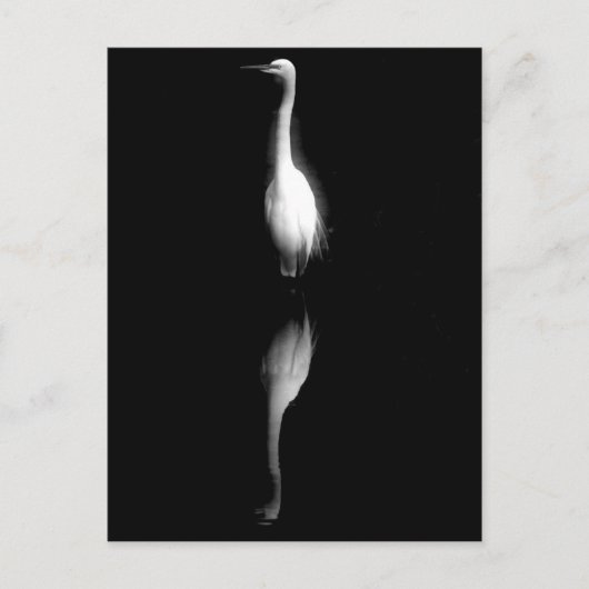 Foto aus schwarzem und weißem Kranich Postkarte (Vorderseite)