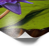 Foto aus Wasserlilie (Ecke)