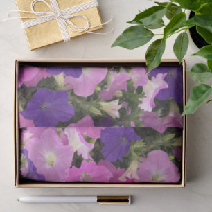 Foto Bild der Morgenglorie Rosa und violette Blume Seidenpapier