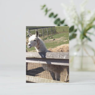 Foto-Bild Lama Alpaca Postkarte