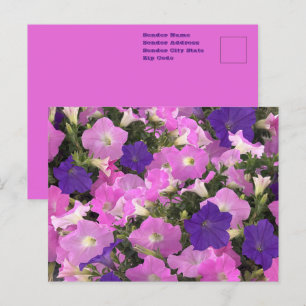 Foto Bild von Morning Glory rosa und violetten Blu Postkarte