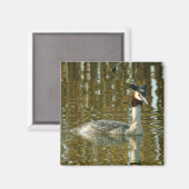 Foto Bird/Crested Grebe/Bird Lover Magne Magnet (Vorderseite/Rückseite)
