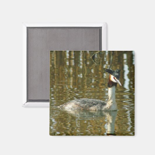 Foto Bird/Crested Grebe/Bird Lover Magne Magnet (Vorderseite/Rückseite)